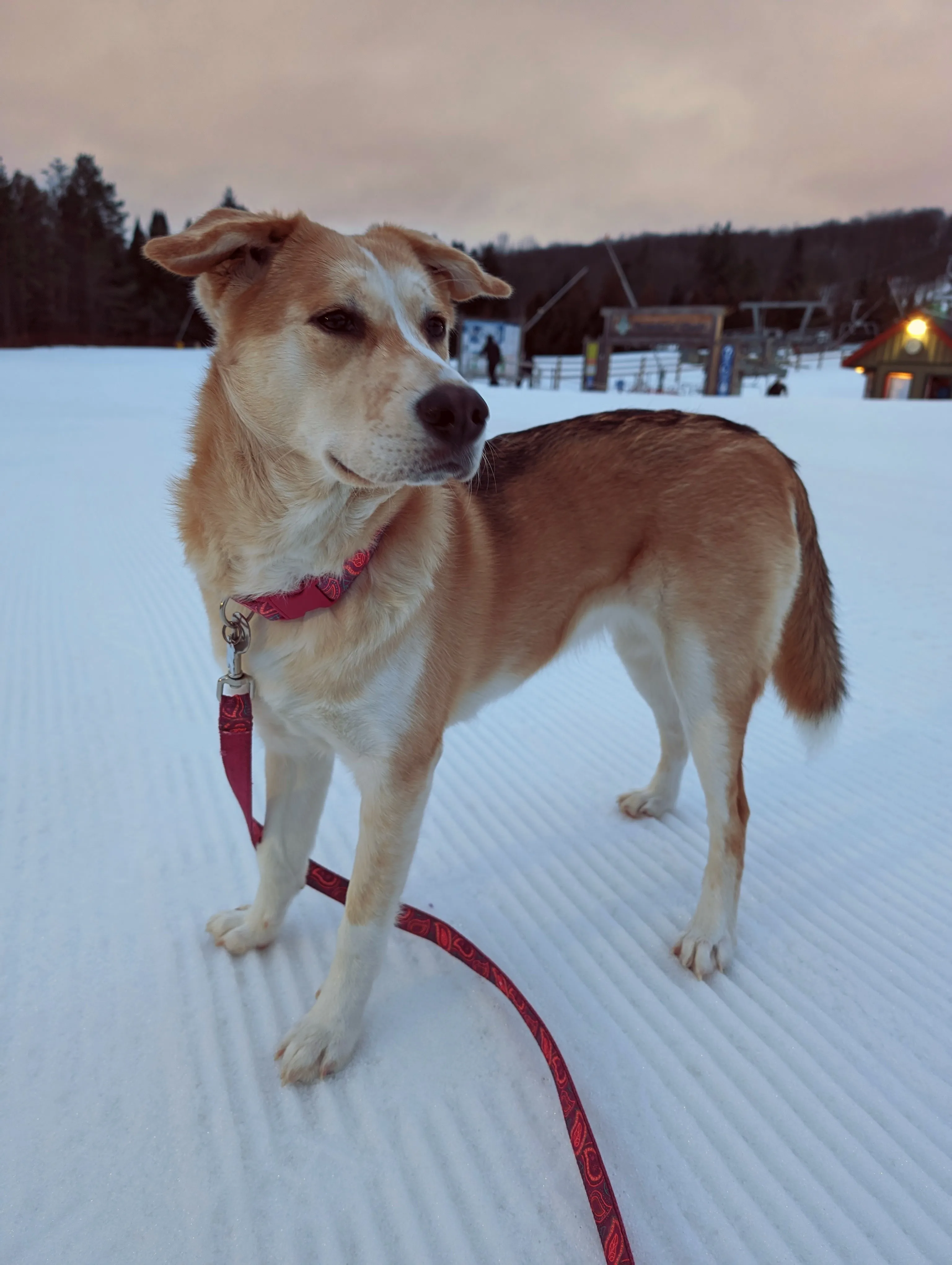 Luna standing on freshly groomed corduroy at the ski hill at dusk.